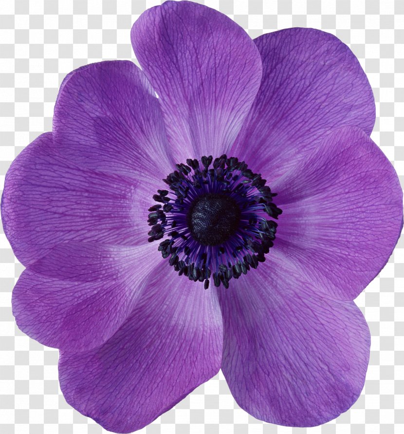 Flower Petal - Purple Transparent PNG