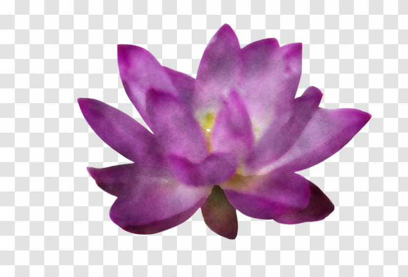 Lotus Flower Summer Flower Transparent PNG