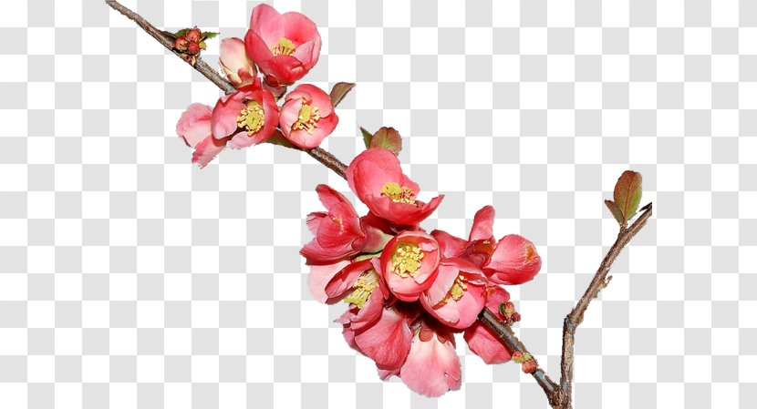 Cherry Blossom Pink M Twig Plant Stem Transparent PNG