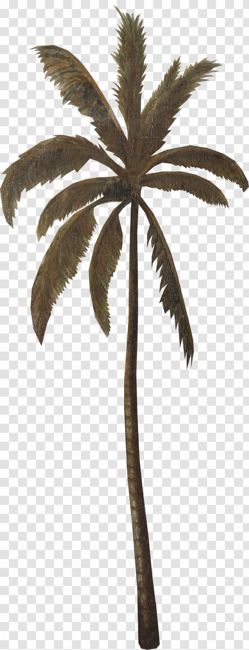 Asian Palmyra Palm Coconut Date Leaf Flowerpot - Borassus Transparent PNG