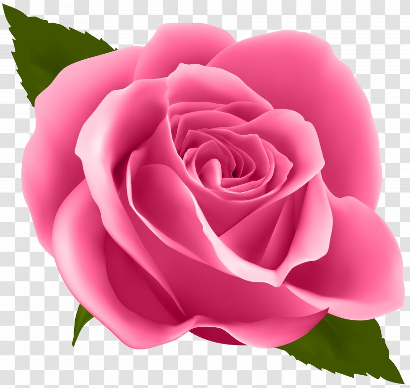 Flower Drawing Floral Design - China Rose - Pink Clip Art Image Transparent PNG