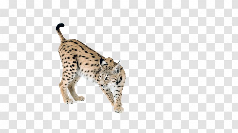 Cheetah Leopard Sticker Taiga Lynx - Big Cats Transparent PNG