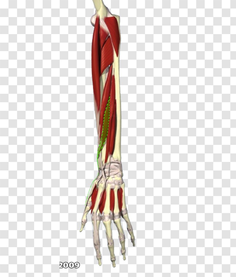 Extensor Pollicis Brevis Muscle Forearm Flexor Longus - Cartoon - Hand Transparent PNG