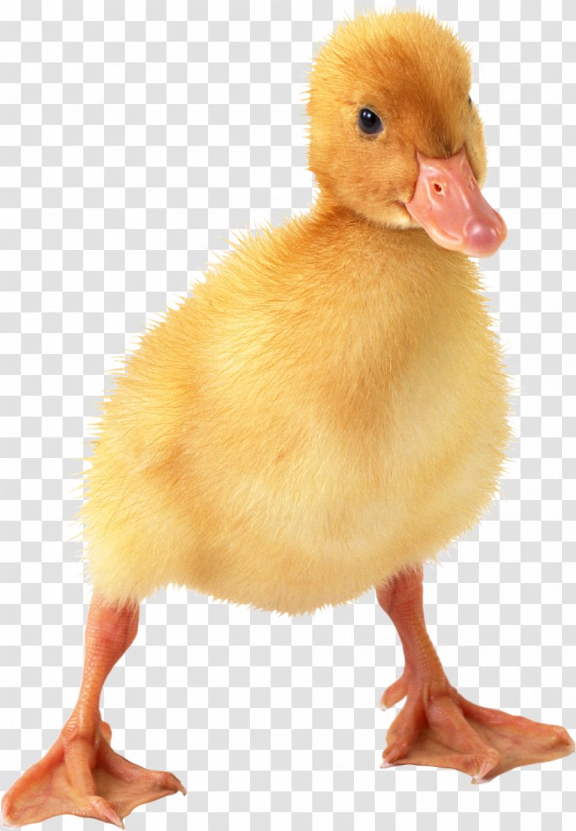 Baby Ducks American Pekin Mallard - Daisy Duck Transparent PNG