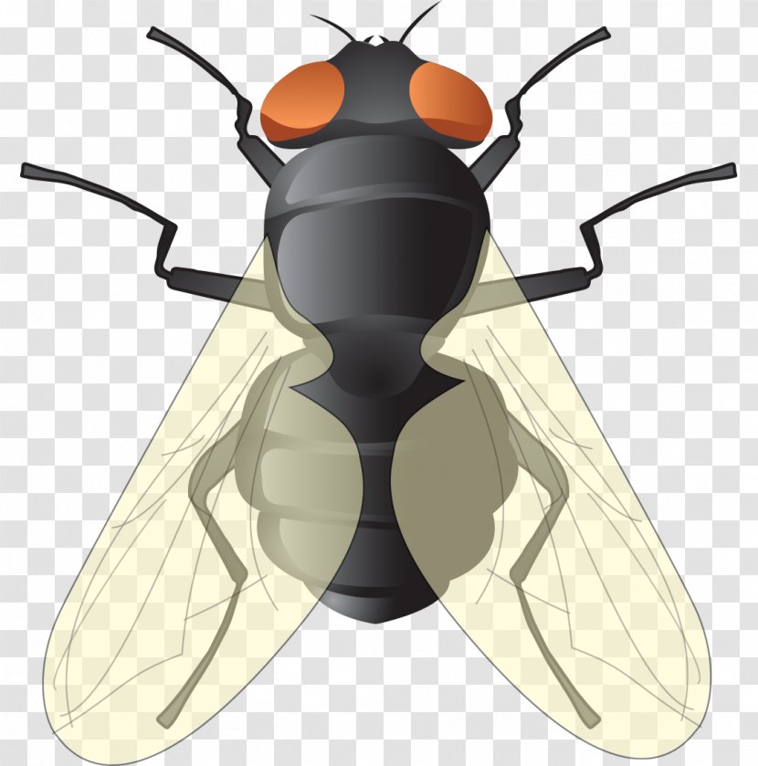 Fly Adobe Illustrator Euclidean Vector - Wing - Flies Transparent PNG