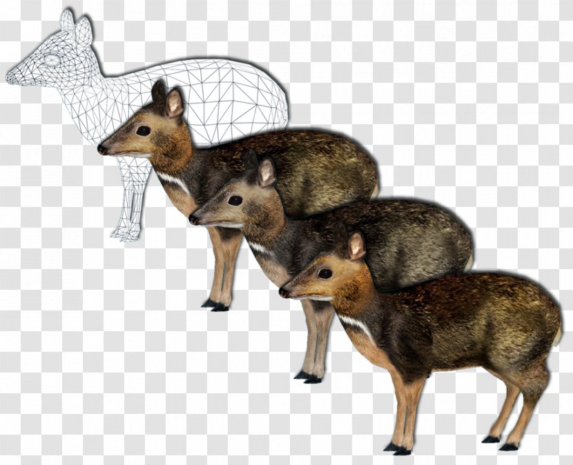 Jackal Philippine Mouse-deer Zoo Tycoon 2: Marine Mania Giraffe - Mammal - Deer Transparent PNG