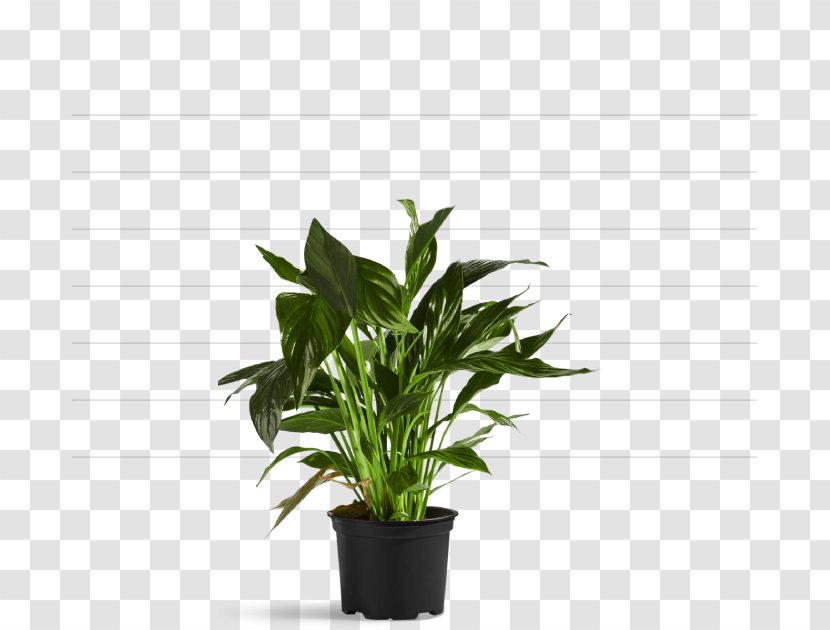 Archiwum Allegro Tree Shrub Flowerpot - Herb - Hydroponic Grow Box No Smell Transparent PNG
