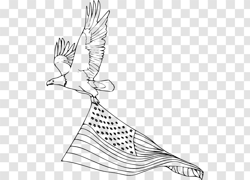 Bald Eagle Bird Coloring Book Drawing - Beak Transparent PNG