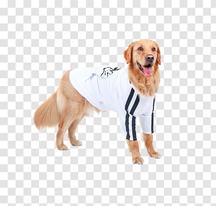 Golden Retriever Border Collie Labrador Labradoodle Dog Breed - Beagle Transparent PNG