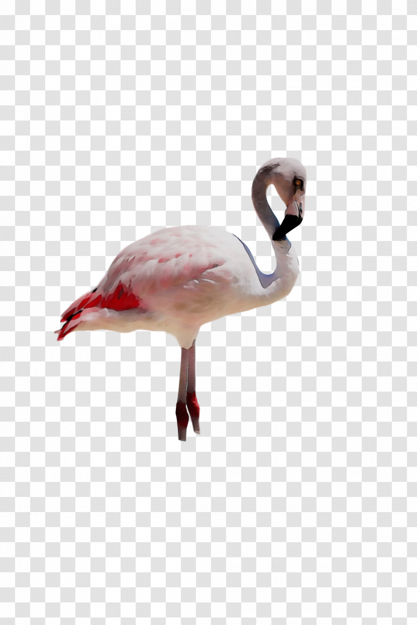 Flamingo Transparent PNG