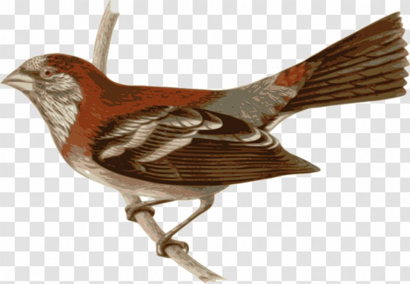 Common Tailorbird Three-banded Rosefinch Drawing - Beak - Bird Transparent PNG