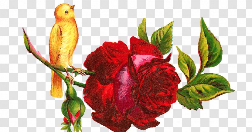 Hummingbird Flower Rose Clip Art - Garden Roses - Pink Bird Transparent PNG