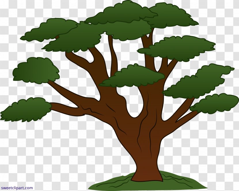 Oak Tree Clip Art - Cartoon - Sweeping Transparent PNG