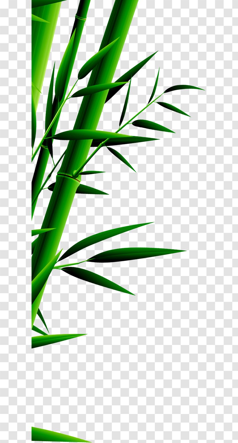 Bamboo Zongzi Green Leaf U7aefu5348 - Grass Family Transparent PNG