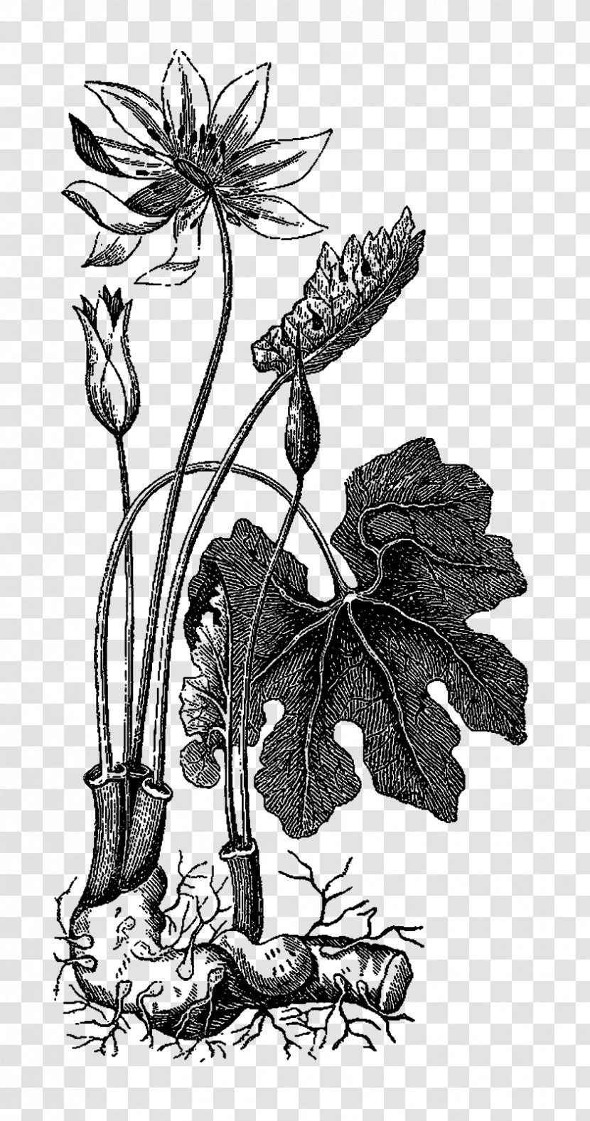 Floral Design Black & White - Perennial Plant - M Visual Arts Illustration Transparent PNG