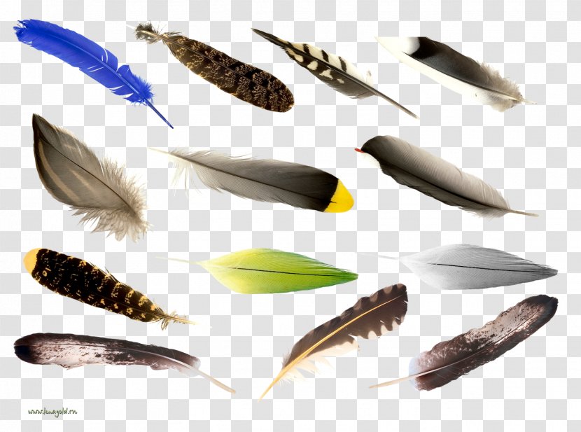 Feather Bird Computer File Psd Transparent PNG