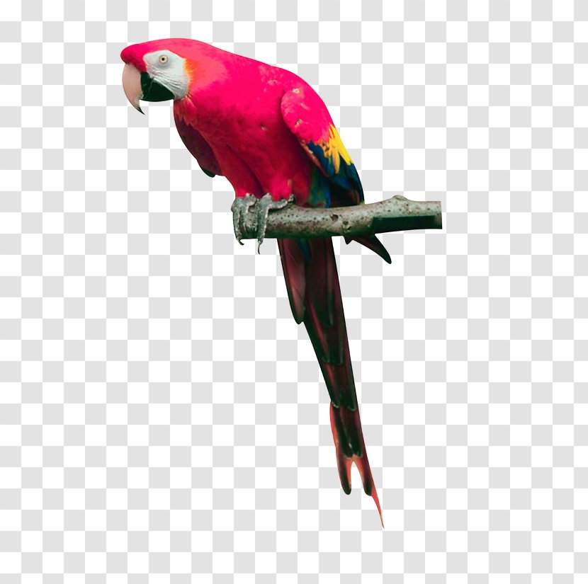 Bird True Parrot Cockatoo - Vertebrate - Pink Images, Free Download Transparent PNG