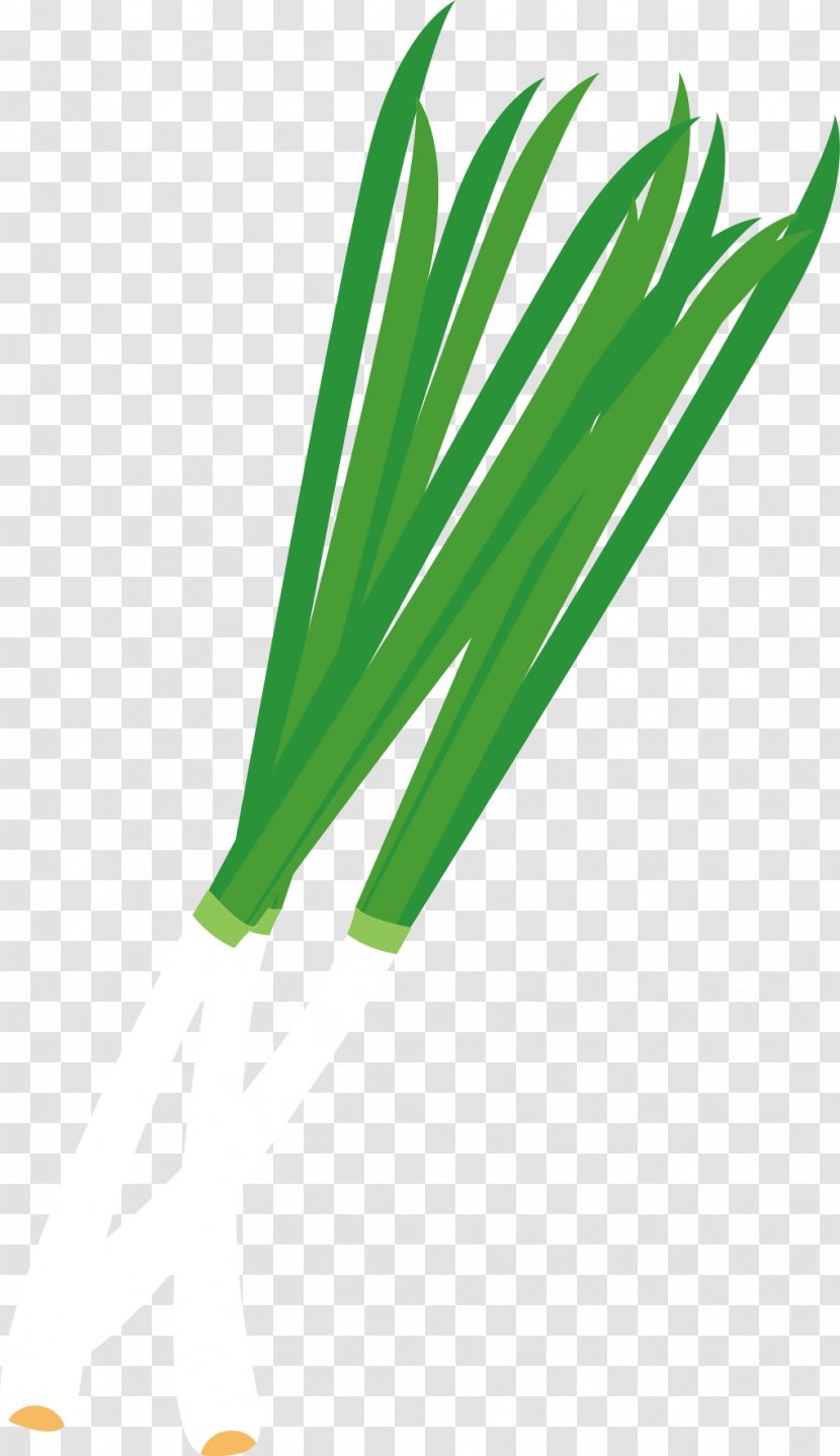 Onion Allium Fistulosum - Grass - Vector Transparent PNG