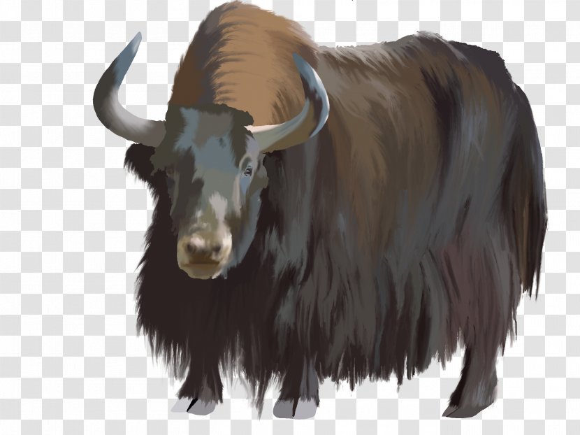 Domestic Yak Clip Art Image Ox - Muskox - Bedouin Images Transparent PNG