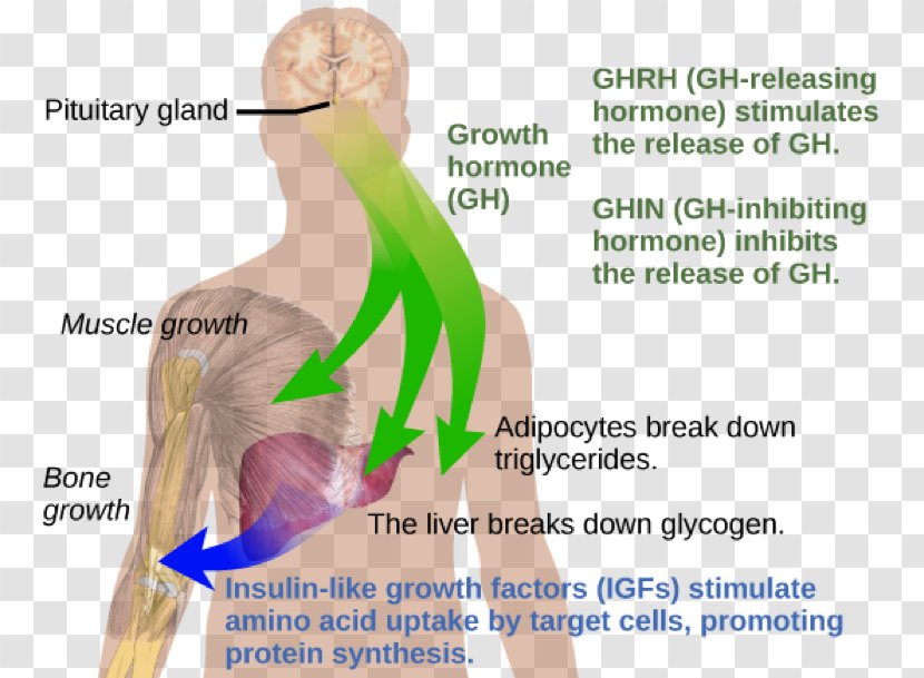 Growth Hormone Deficiency Hormone–releasing Sermorelin - Silhouette - Watercolor Transparent PNG