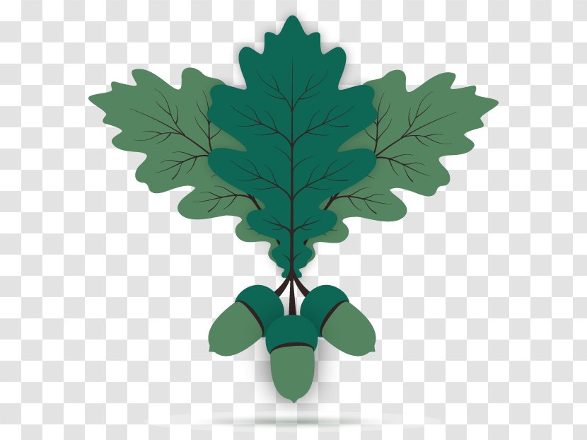 Oak Acorn Leaf Euclidean Vector - Green Leafy Acorns Material Transparent PNG