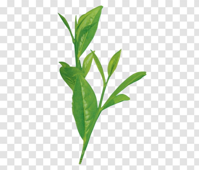 Leaf Plant Stem Branch Species - Tea Transparent PNG