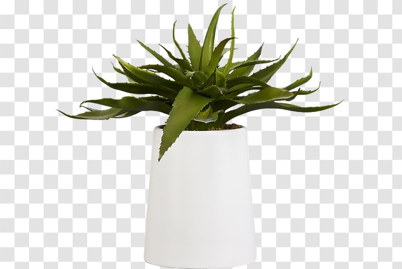 Aloe Vera Succulent Plant Houseplant Indoor Plants Transparent PNG