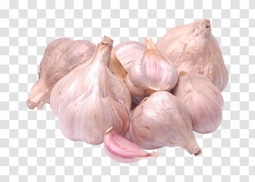 Elephant Garlic Food Health Juice - Shallot - Graduation Word Transparent PNG