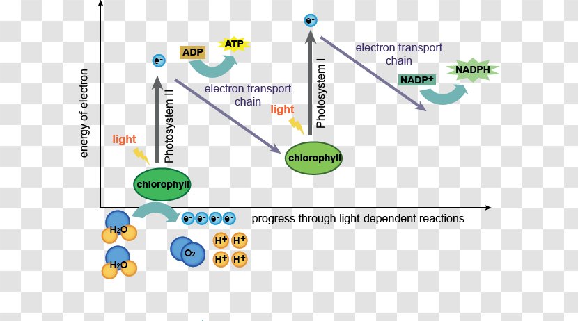 Light-dependent Reactions Photosynthesis Light-independent Photosystem - Flow Chart Transparent PNG