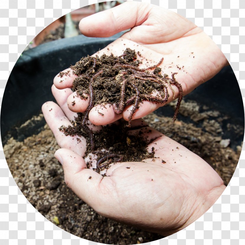Worm Vermicompost Eisenia Fetida Nutrient - Soil - Fertilisers Transparent PNG