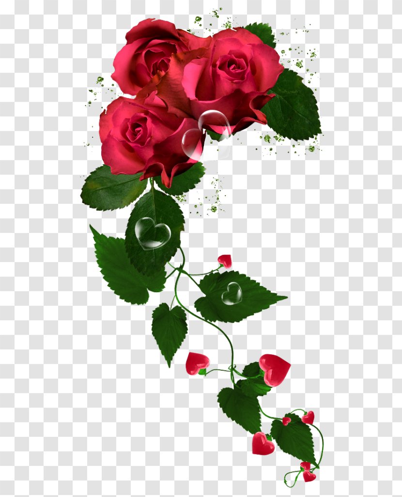 Garden Roses Cabbage Rose Floribunda Flower Transparent PNG