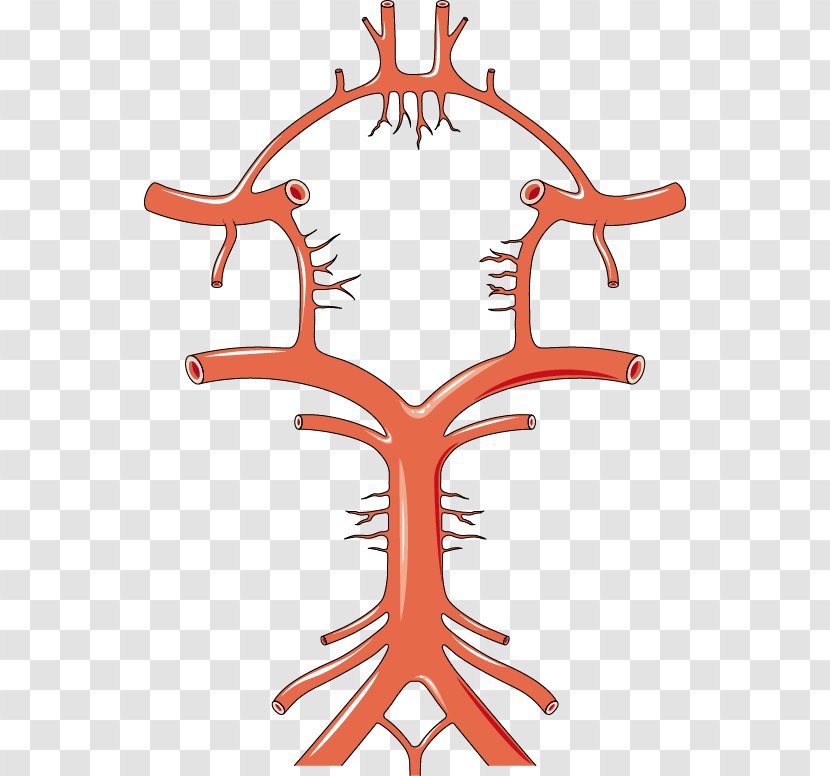 Circle Of Willis Artery Anatomy Brain Stroke - Frame Transparent PNG