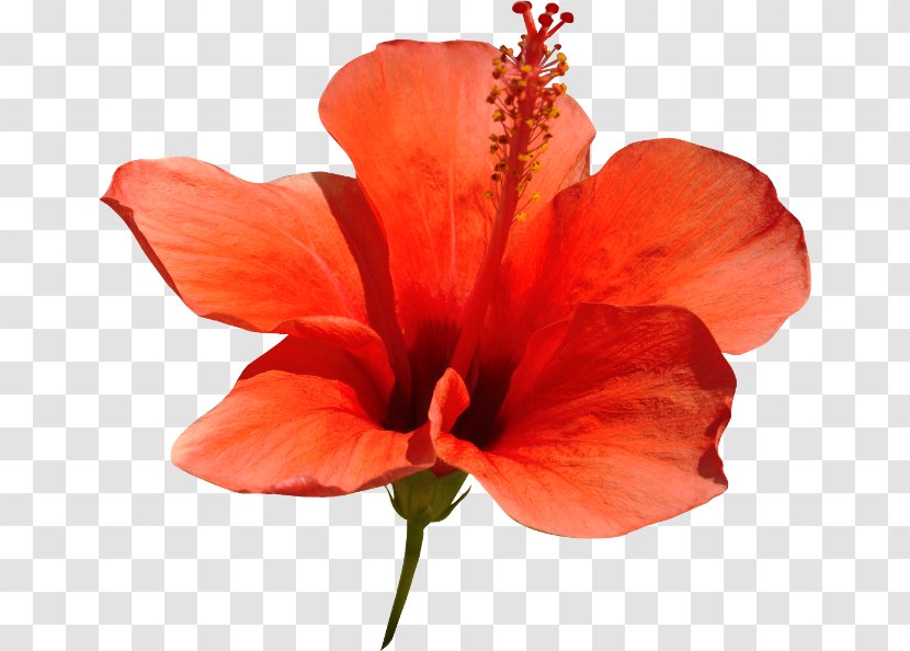 Shoeblackplant Red Google Images - Petal - Hibiscus Transparent PNG