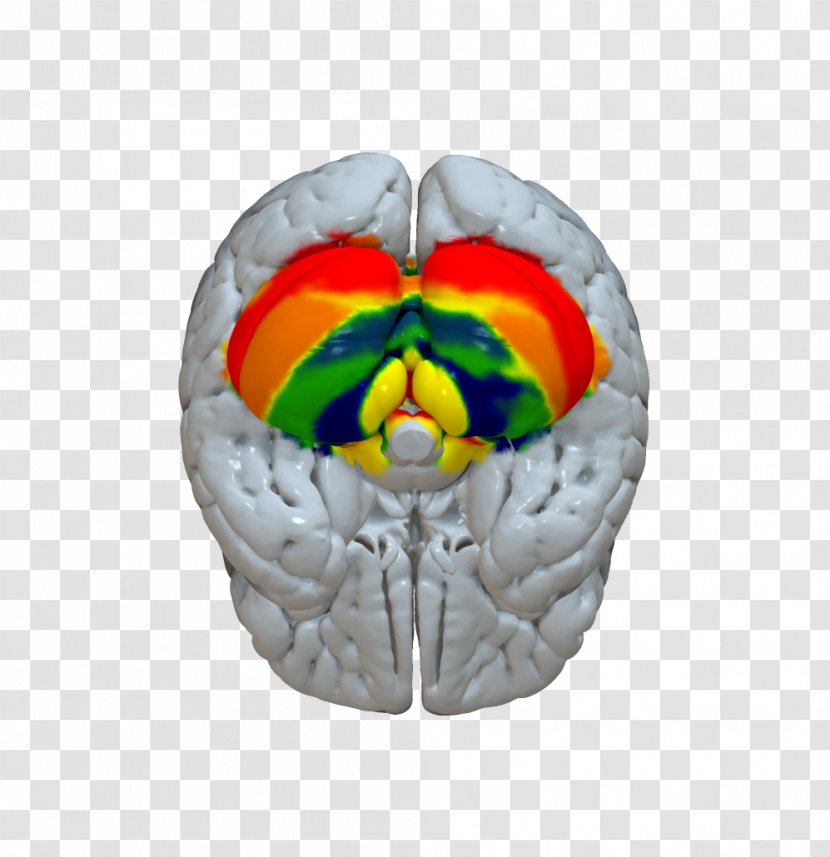 Deep Brain Stimulation Cerebral Cortex Cerebellum Statistical Parametric Mapping - Frame Transparent PNG