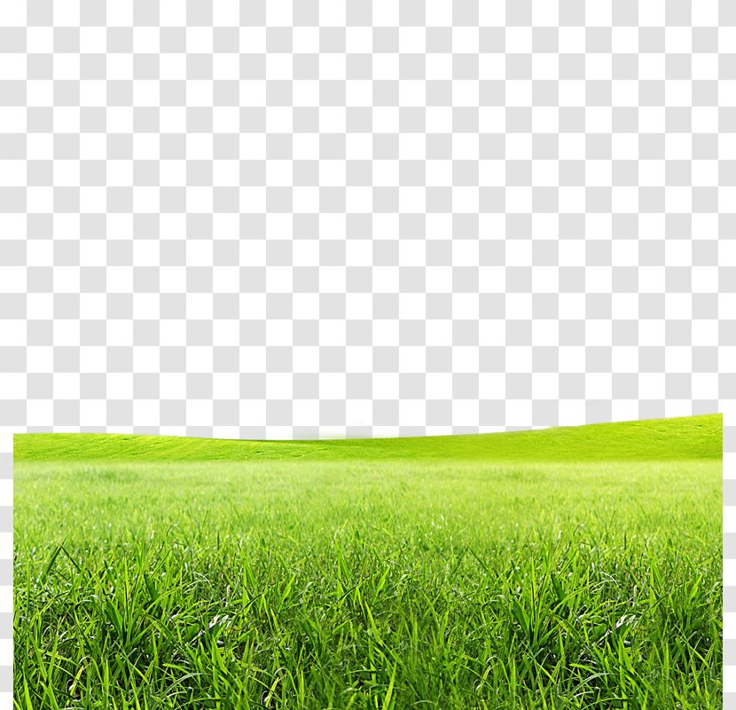 Born To Grow Lawn Icon - Grass Family - Meadow Transparent PNG