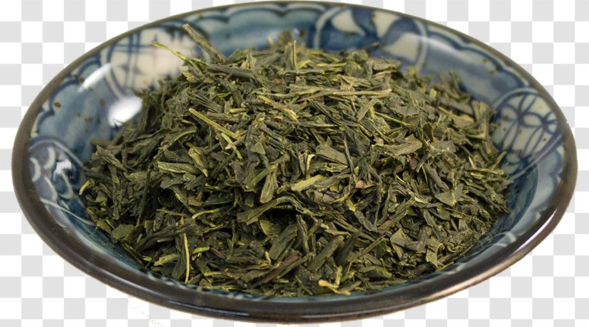 Hōjicha Nilgiri Tea Oolong Plant - Maojian Transparent PNG