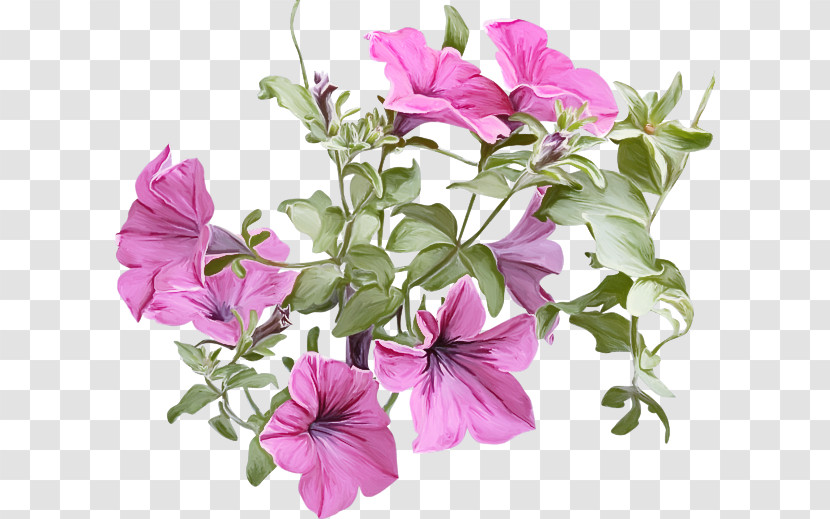 Flower Plant Petal Petunia Pink Transparent PNG