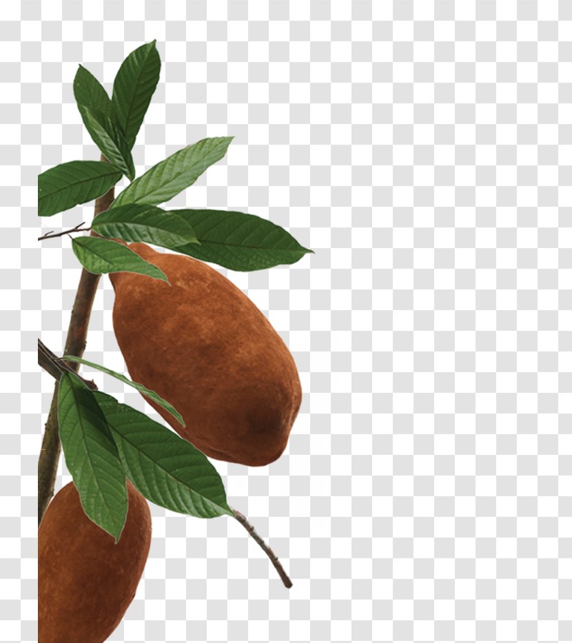 Cupuaçu Milk Cosmetics Pharmacy Cacao Tree Transparent PNG