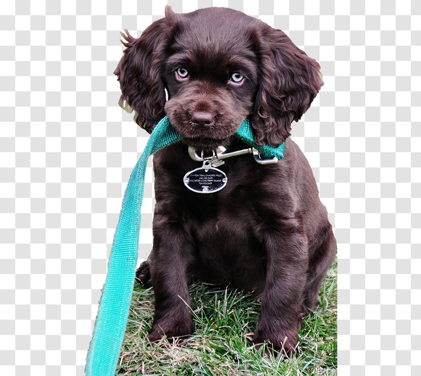 Field Spaniel Boykin Boykin, Kershaw County, South Carolina American Water Puppy - Flat Coated Retriever Transparent PNG