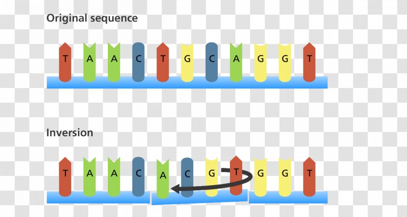 Point Mutation Biology DNA Genetics - Deletion - Text Transparent PNG