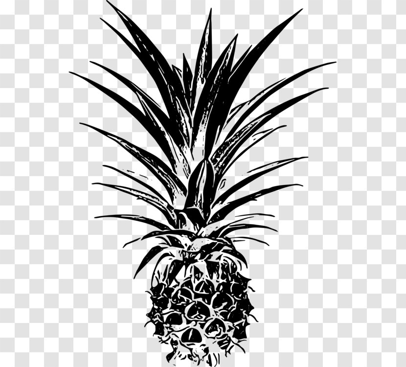 Palm Trees Clip Art Leaf Vector Graphics - Attalea Speciosa - Pineapple Drawing Black Transparent PNG