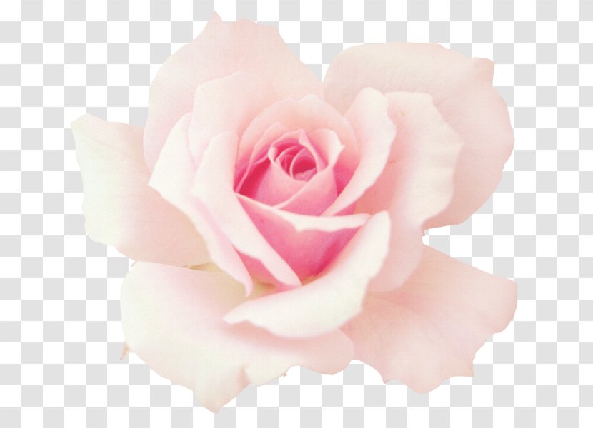 Garden Roses Pink Cabbage Rose Desktop Wallpaper Floribunda - Order - Flower Transparent PNG