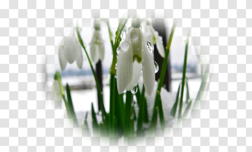 Snowdrop Spring Photography Yandex Nature - Flowering Plant - Agra Border Transparent PNG
