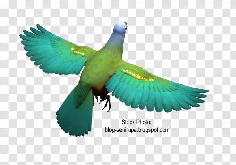 Bird Parrot Feather Parakeet Wompoo Fruit Dove - Fauna - Stock Transparent PNG