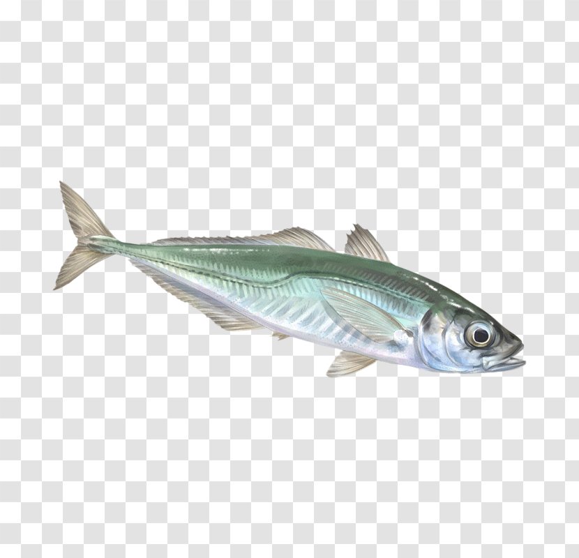 Sardine Mackerel Oily Fish Products - Cherne Altovise Transparent PNG