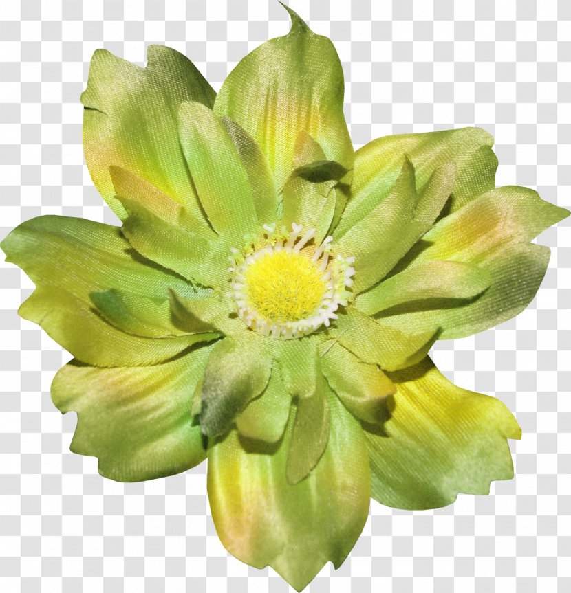 Plant Cut Flowers Chrysanthemum Daisy Family - Flowering Transparent PNG