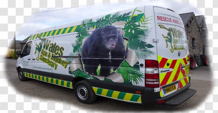 Compact Car Motor Vehicle Transport Snout - Apes And Monkeys Transparent PNG