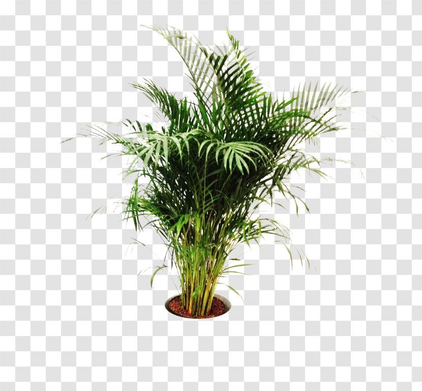 Spice Amazing Wellness Date Palm Houseplant Dish - Grass Family - Health Fitness And Transparent PNG