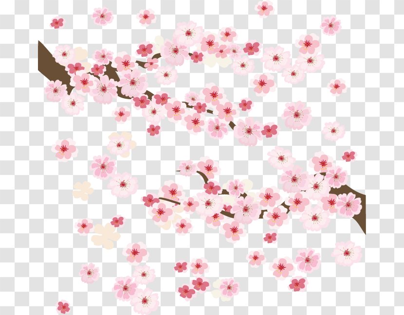 Cherry Blossom Clip Art - Beautiful Blossoms Transparent PNG