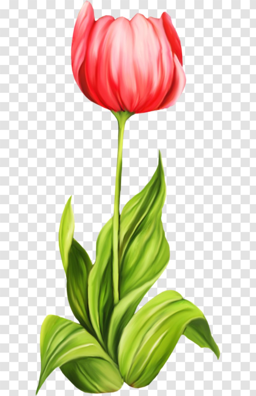 Tulip Cut Flowers Clip Art - Flower Transparent PNG